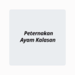 petrnakan ayam kalasan